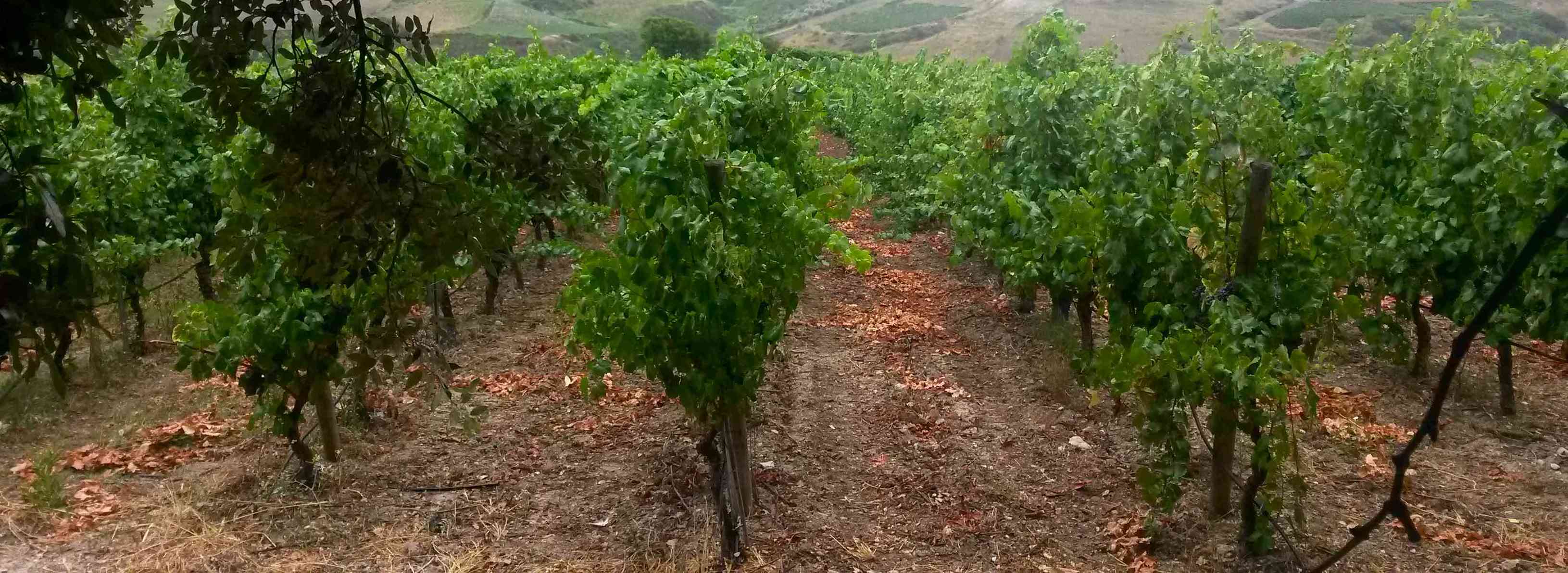 filari02