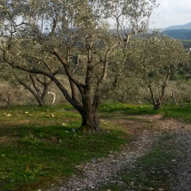 ulivi