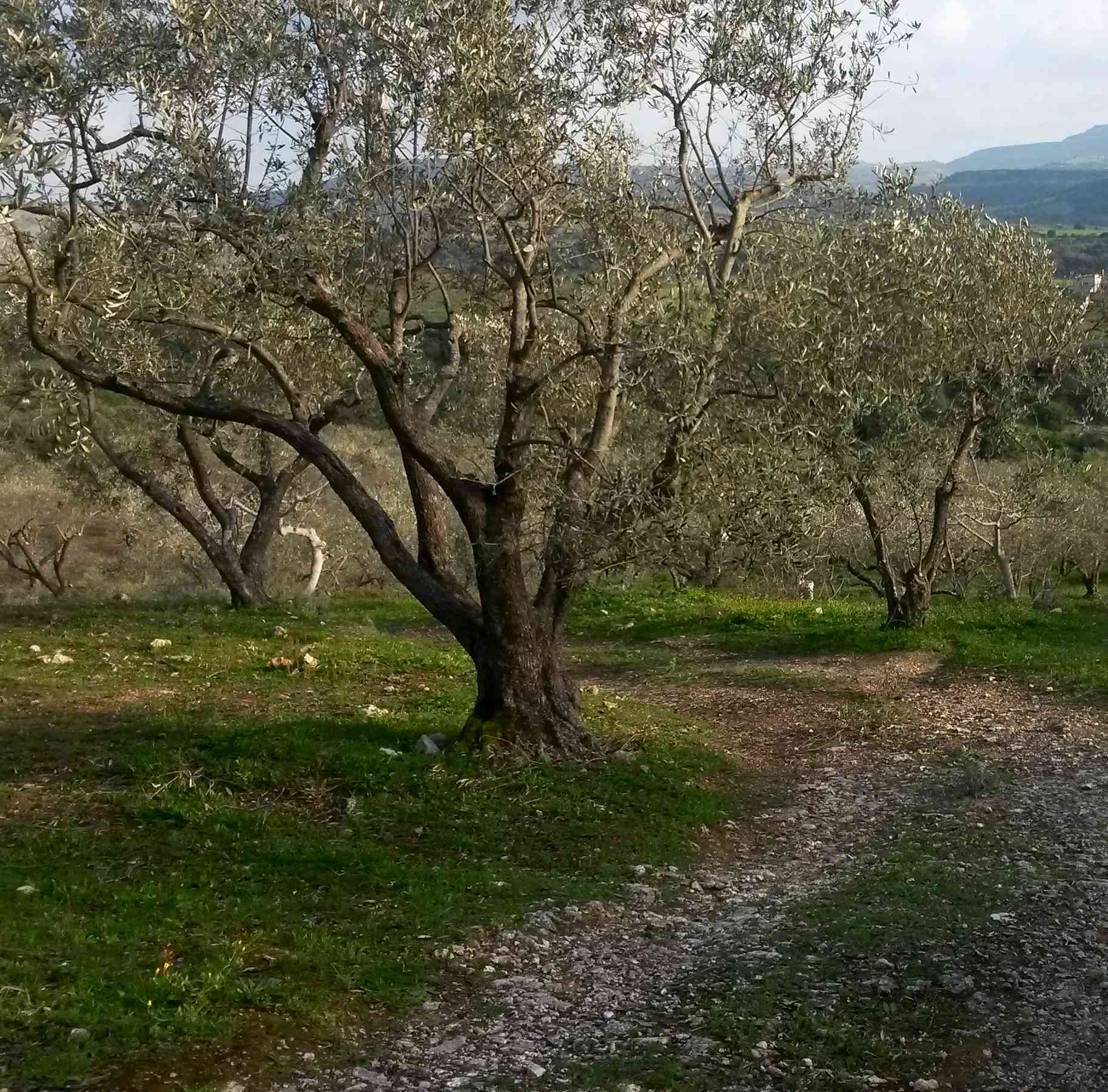 ULIVI ulivi