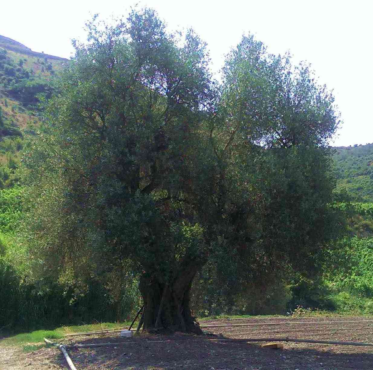 ulivo01