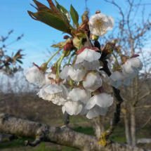 Fioritura