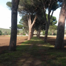 Viale