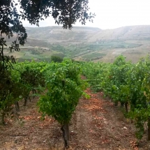 filari